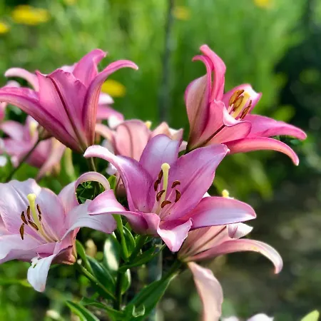 Casa Da Eira * Baião