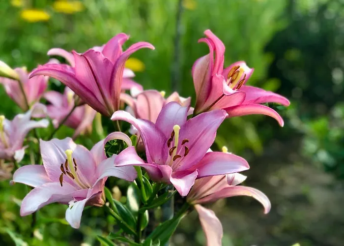 Casa Da Eira * Baião